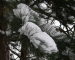 Snow pine