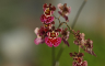 Tolumnia Maliwan orchid