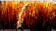 Wheat 1600x900 16:9 screens