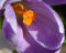 KDE Flowers v2