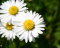 KDE Flowers v4