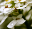 Wet Flowers Wallpaper