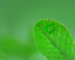 green ubuntu leaf logo