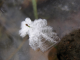 Ice, Grass and Water