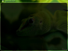Lizard Bootsplash for openSUSE 11