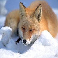 SunFox